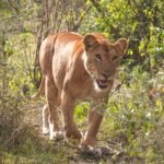 lion tracking experience