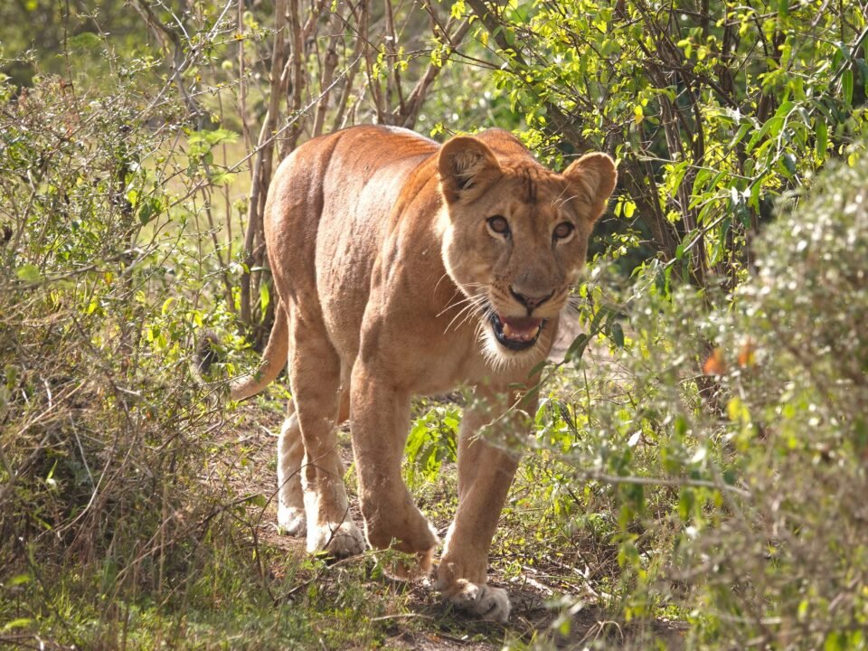 lion tracking experience