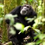 Luxury chimpanzee safaris