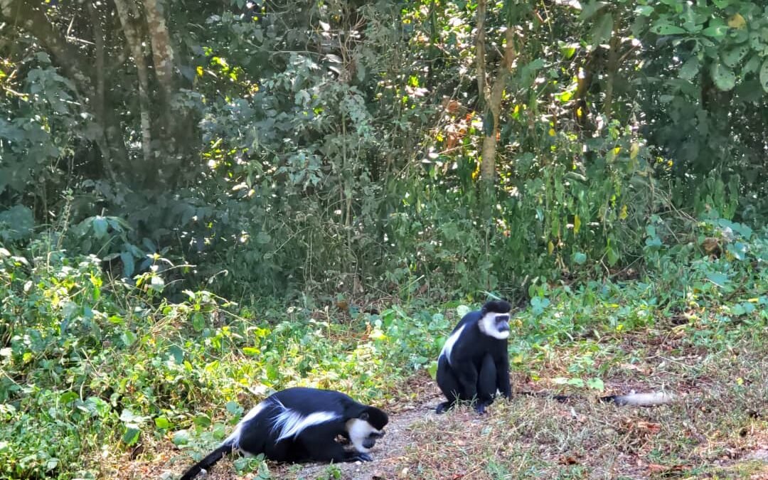 primates of Kibale