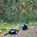 primates of Kibale