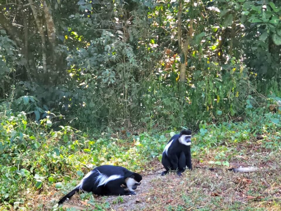 primates of Kibale