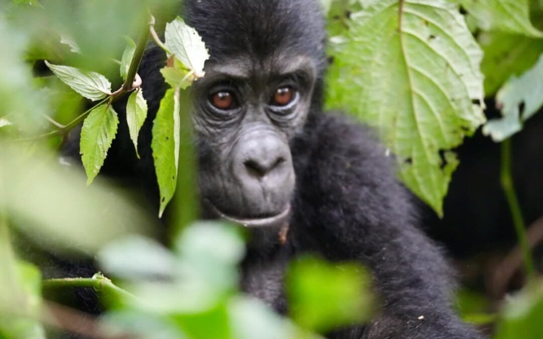 Mgahinga gorilla trekking permit