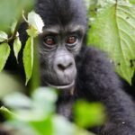 Mgahinga gorilla trekking permit