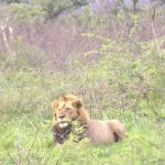 morning and evening game drives