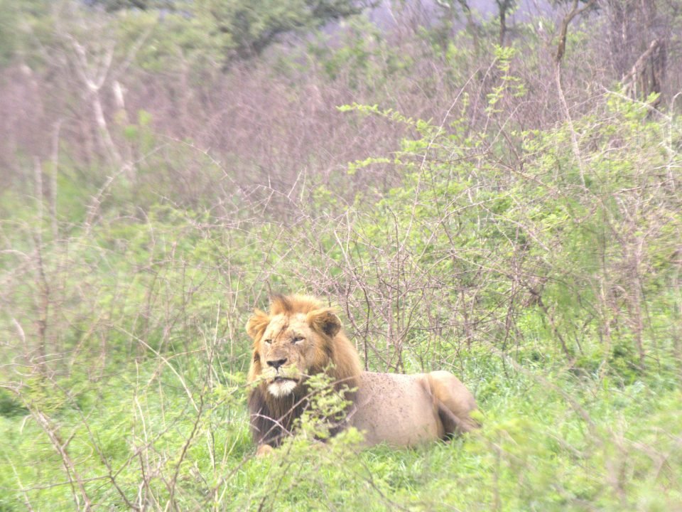 morning and evening game drives