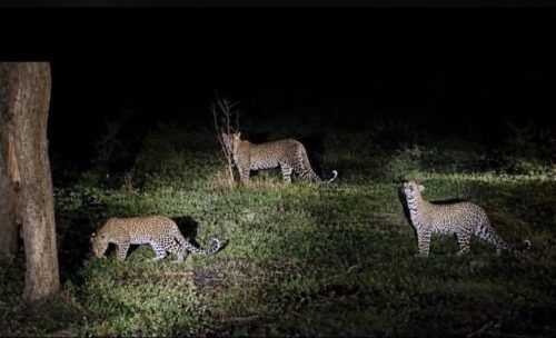 Night drive for spotting Lake Mburo wildlife