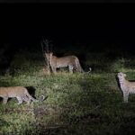 night game drives Kidepo