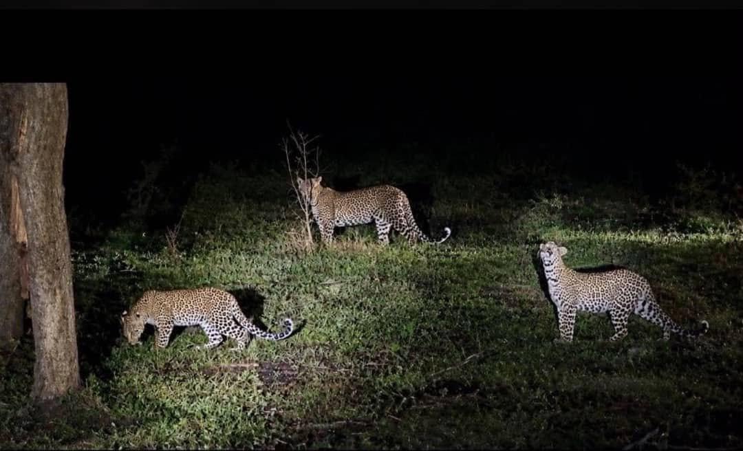 night game drives Kidepo