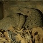 Pangolin Rescue Center Buhoma