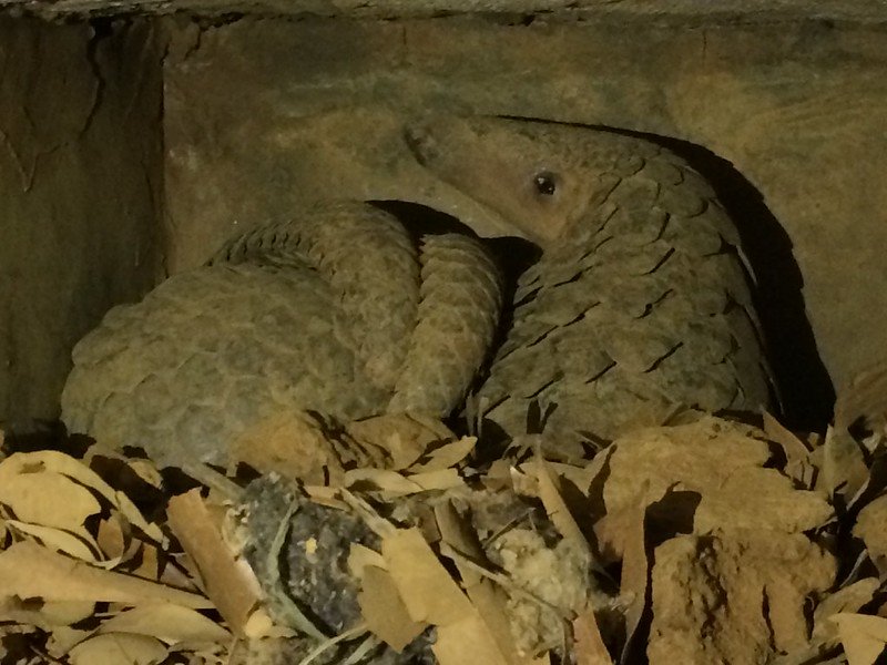 Pangolin Rescue Center Buhoma