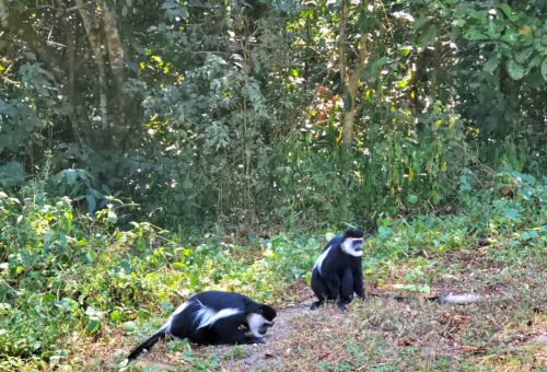 black ans white colobus monkey in Kibale Forest Uganda