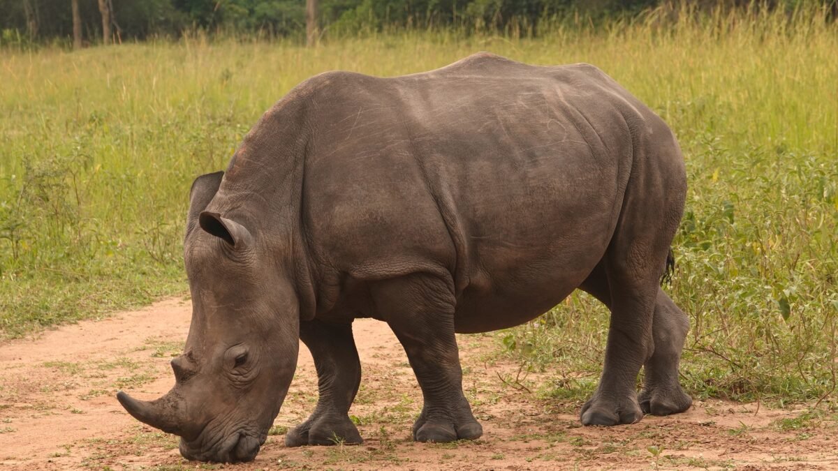Big Five in Kidepo Valley