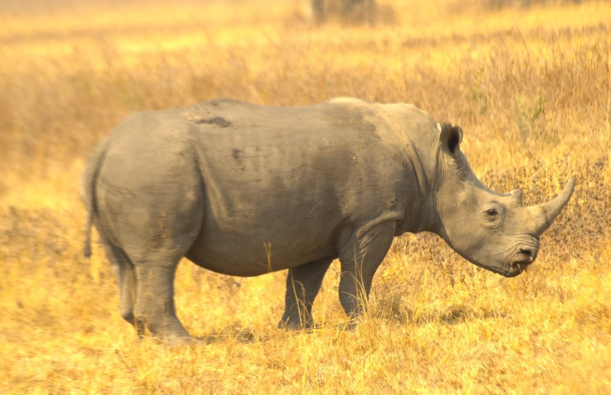 12 day uganda wildlife and primate safari