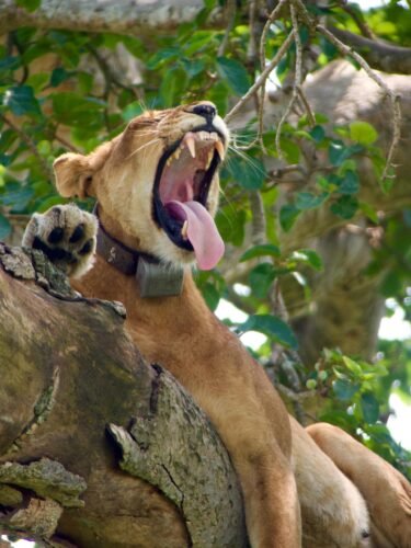 Lions resting quietly after a hunt in ishasha