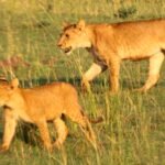 Things to Do in Kidepo Valley