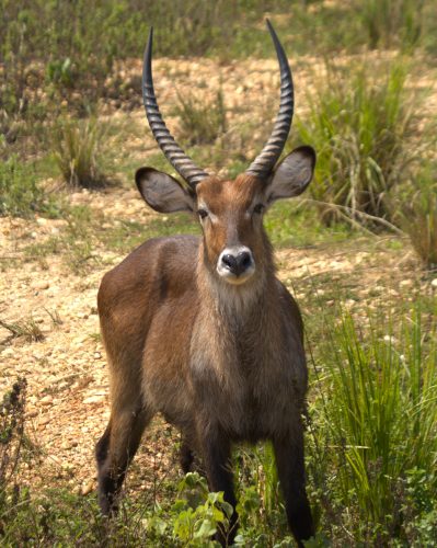 Animals in Queen Elizabeth National Park