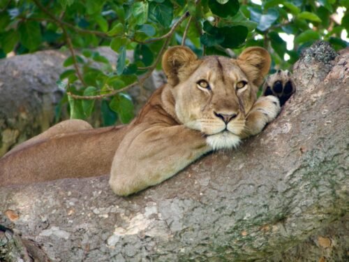 Tree-climbing lions in Ishasha Sector