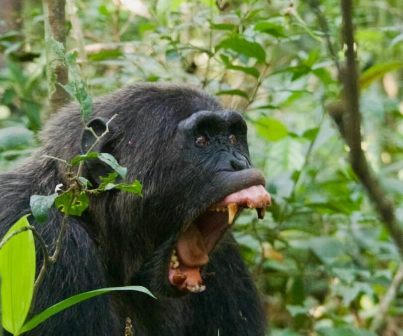 Uganda Primate Safari