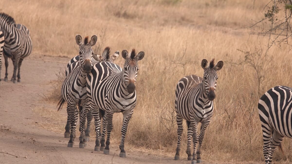 walking safari Lake Mburo