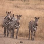 walking safari Lake Mburo