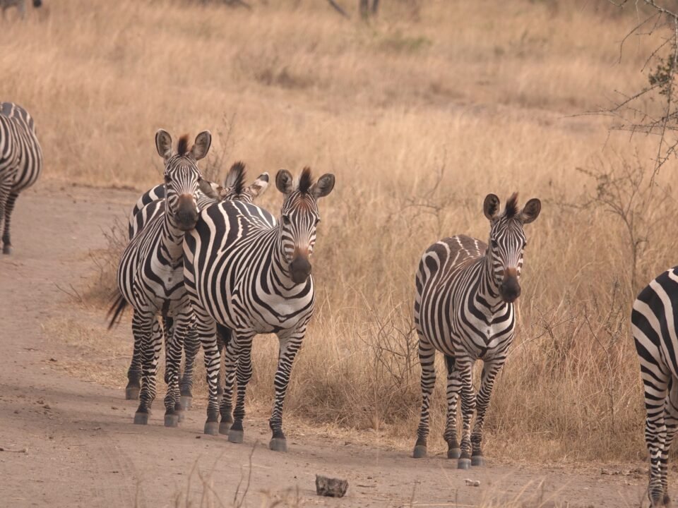 walking safari Lake Mburo