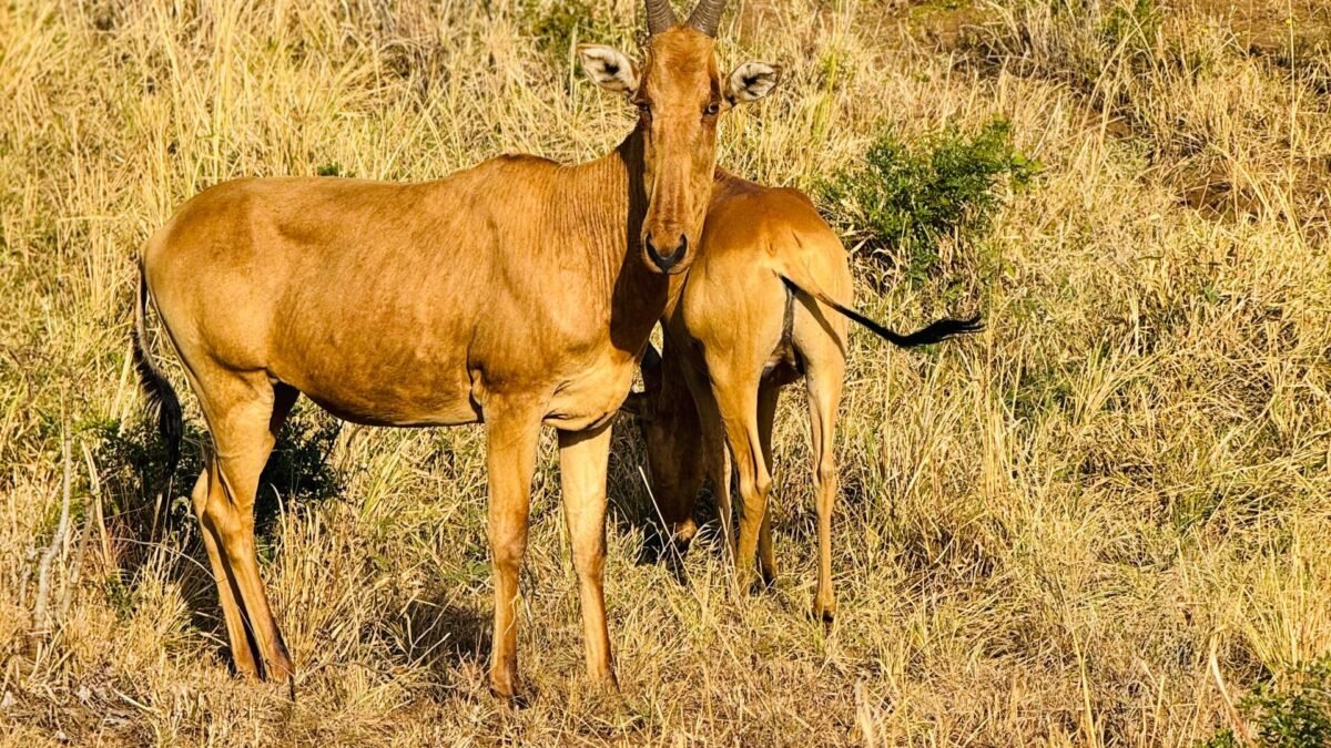 Walking Safaris in Kidepo Valley
