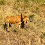 Walking Safaris in Kidepo Valley