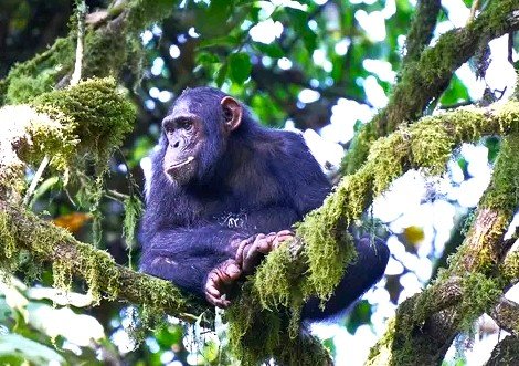 seeing chimpanzees in Kibale