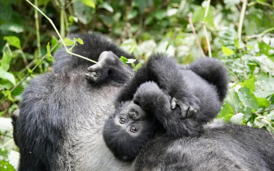 gorillas in Mgahinga