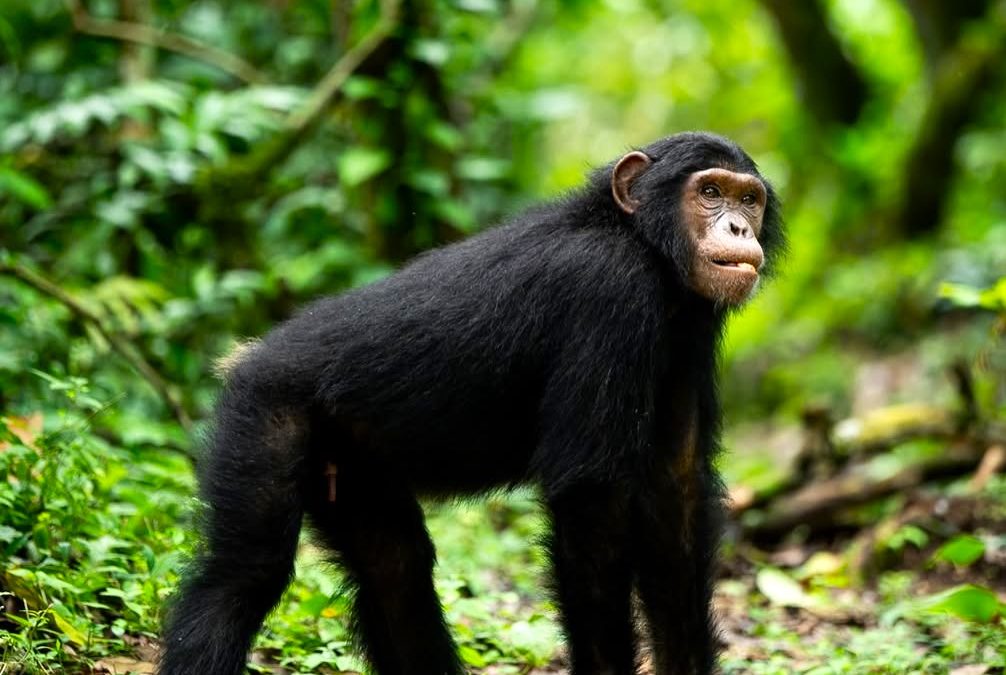 chimpanzee trekking and habituation