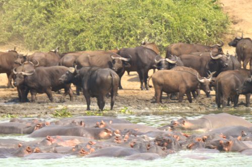 Kazinga Channel boat cruise
