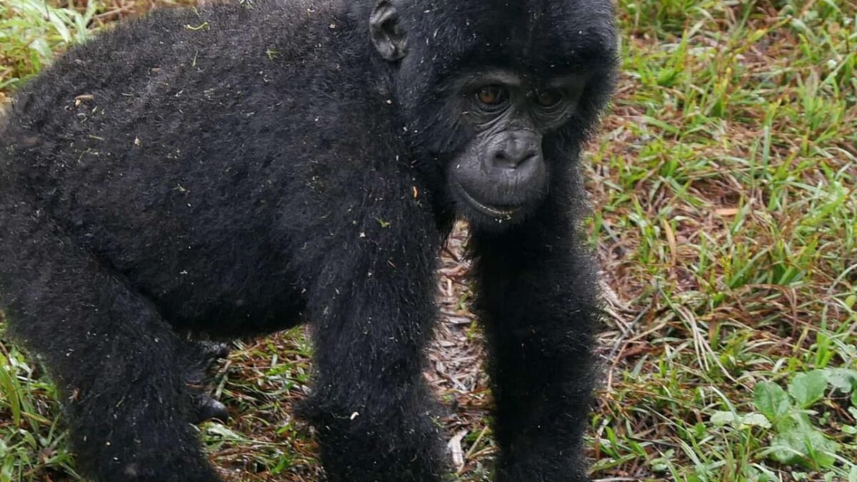 Mgahinga vs Bwindi