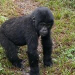 Mgahinga vs Bwindi