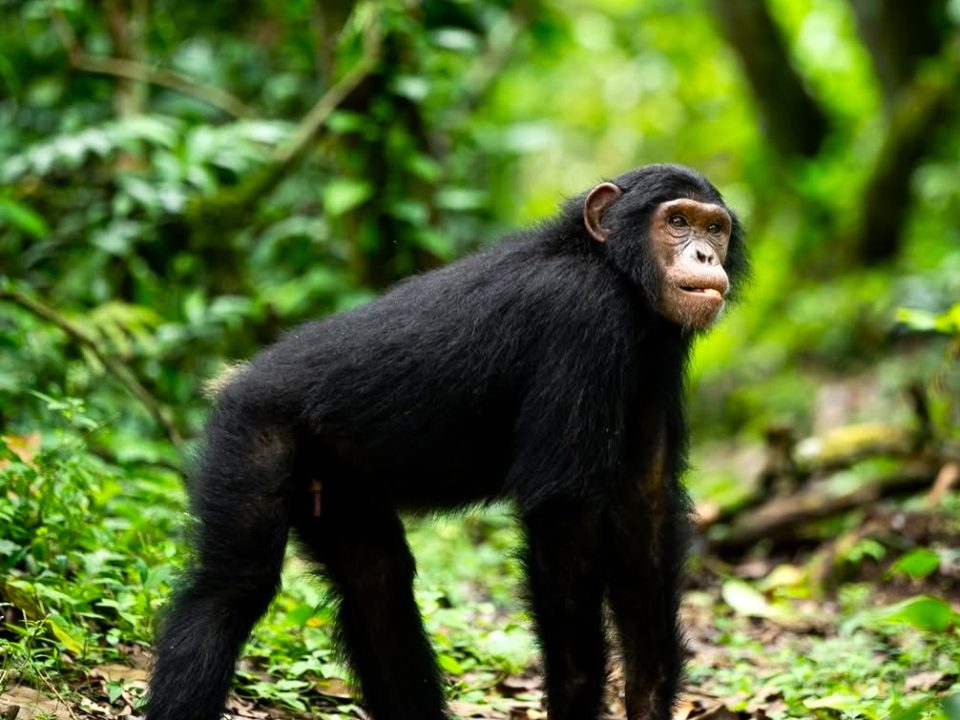 chimpanzee trek in Kibale