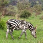 Lake Mburo packing list