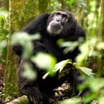 Kibale National Park Uganda