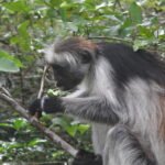red colobus Uganda