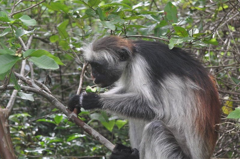 red colobus Uganda