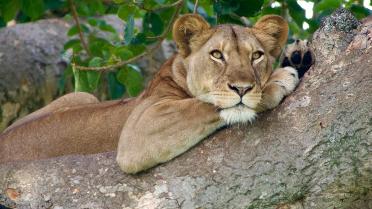 tree climbing lions Ishasha