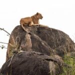 Wildlife in Kidepo Valley