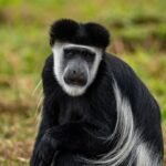 wildlife in Mgahinga