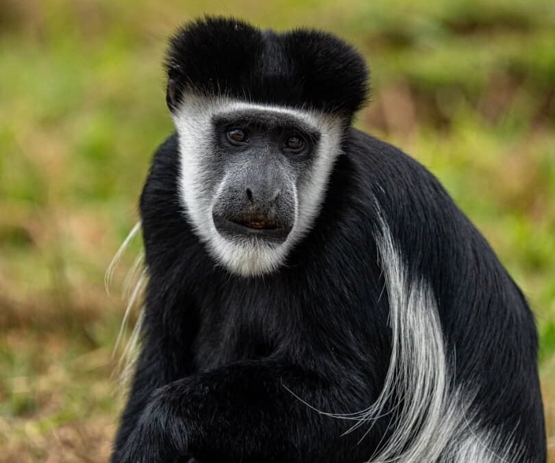 wildlife in Mgahinga