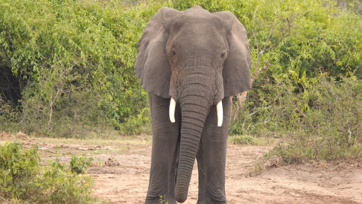 Wildlife in Murchison Falls