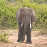 Wildlife in Murchison Falls