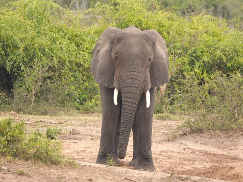 Wildlife in Murchison Falls
