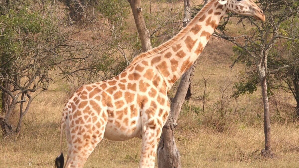 zebra and giraffe safari