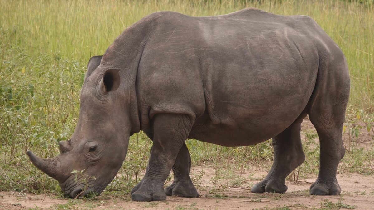 Ziwa Rhino Sanctuary