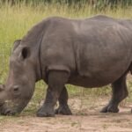 Ziwa Rhino Sanctuary
