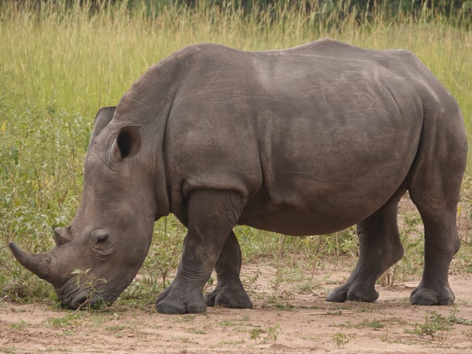 Ziwa Rhino Sanctuary